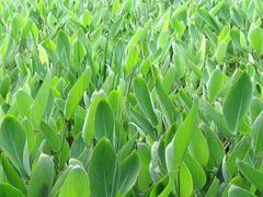 -桤木河湿地公园