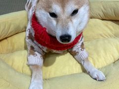 -逗柴咖啡屋·狗咖猫咖宠物桌游