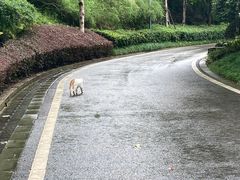 -重庆园博园