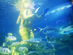 -烟台海昌鲸鲨海洋公园