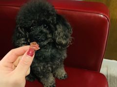 -百好乐宠物友好餐厅(朝外大街店)