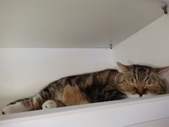 -喵园·猫主题咖啡厅·撸猫·猫咖(国贸店)