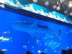 -烟台海昌鲸鲨海洋公园