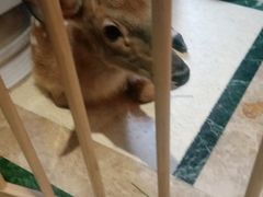 -猫色咖啡·猫咖