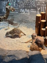 -Zoolung Zoolung动物主题公园(海信广场店)