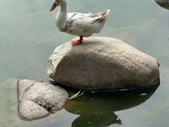 -莲湖公园