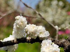 -南汇桃花村