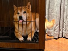 -上海佘山世茂艾美酒店