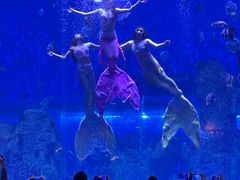 -石家庄极地海洋世界