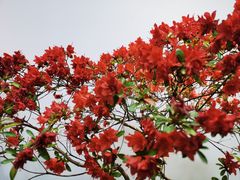 -上海滨江森林公园