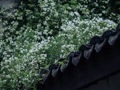 -巡塘古镇