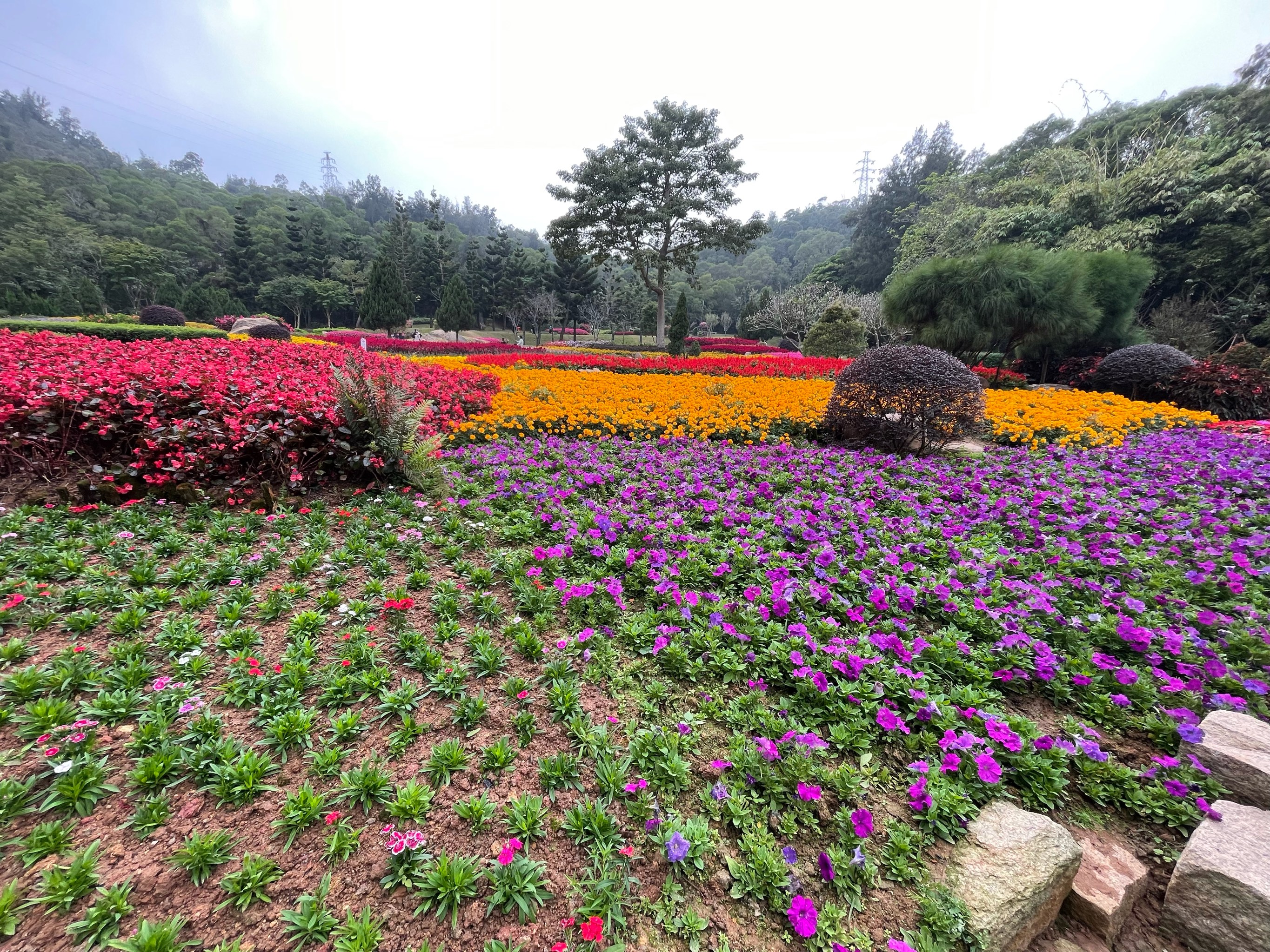 椒江下陈花海图片