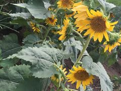 -杭州湾海上花田景区