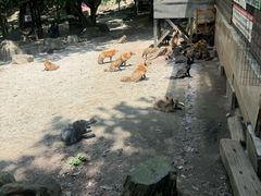 -宫城藏王狐狸村