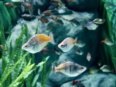 -上海海洋水族馆