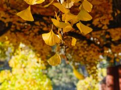 -红螺寺