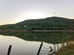 -梧桐庄园