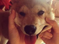 -柴犬高等学院·狗咖·柴犬售卖·宠物训练