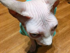 -绒爪撸猫下午茶·猫咖