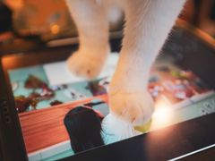 -平行世界·猫咖(首经贸店)