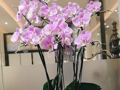 -醉辉皇上海之巅(上海中心大厦店)