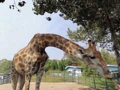 -大连森林动物园