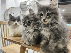 -楼上猫咖(罗湖店)
