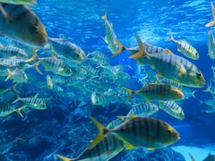 -海合安成都极地海洋公园