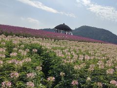 -径山花海