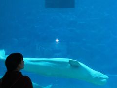 -芜湖新华联大白鲸海洋公园