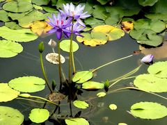 -国家植物园南园