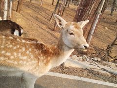 -秦皇岛野生动物园