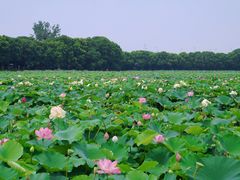 -荷塘月色湿地公园·向阳花洲