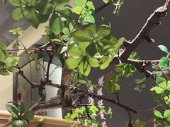 -绿茶餐厅(龙湖杭州金沙天街店)