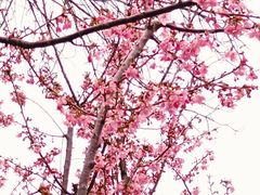 -武汉大学-樱园