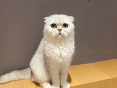 -CAT’S MEWSTAR CAFE·喵星球猫屋(晴湾咖啡店)