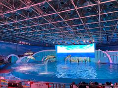 -海合安青岛极地海洋公园