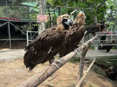 -西霞口神雕山野生动物世界