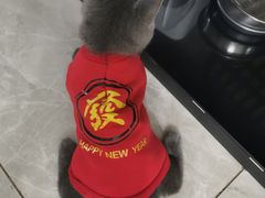 -天使宠物医院·犬猫分诊(彩虹店)