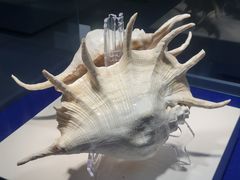 -贝壳王国博物馆