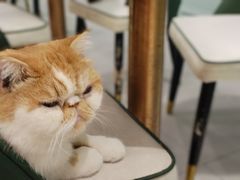 -安格丽娜·狗咖·猫咖羊驼咖(春熙路百盛商场店)