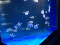 -泉城欧乐堡海洋极地世界
