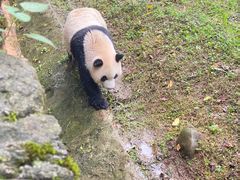 -都江堰中华大熊猫苑