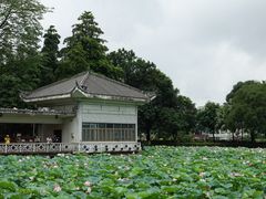景点-荔湾湖公园