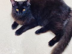 -藏猫猫咖啡主题馆(中央大道店)