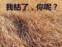 -仁信老铺甜品(北京路店)