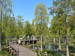 -池杉湖湿地公园