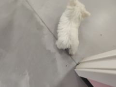 -杠上开花自助棋牌室