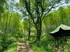 -东明山森林公园