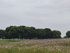 -西京湾花海